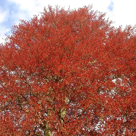 Le Chateau De בית הארחה 3*